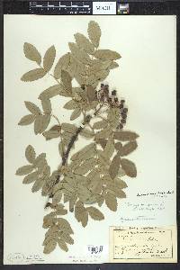 Sorbus decora image