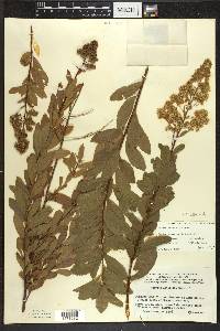 Spiraea alba image