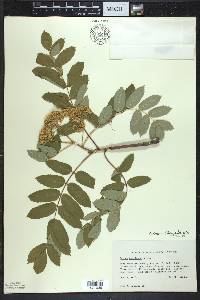 Sorbus decora image