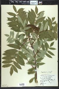 Sorbus americana image