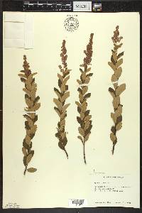 Spiraea tomentosa image