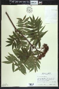 Sorbus americana image