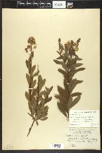 Spiraea alba image