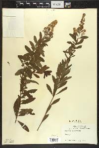 Spiraea alba image