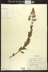 Spiraea alba image