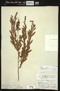 Spiraea alba image