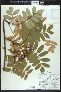 Sorbus decora image