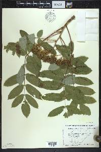 Sorbus decora image