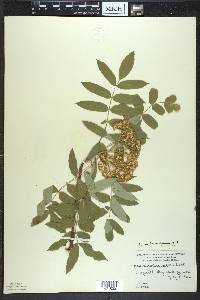 Sorbus americana image