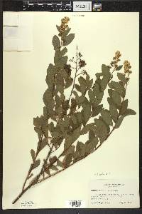 Spiraea alba image