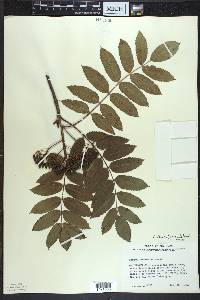 Sorbus decora image