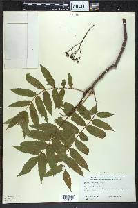 Sorbus americana image