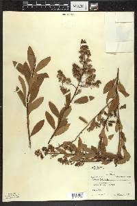 Spiraea alba image