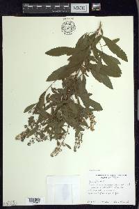 Spiraea alba image