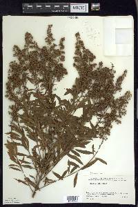 Spiraea alba image