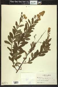 Spiraea alba image