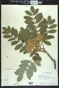 Sorbus decora image