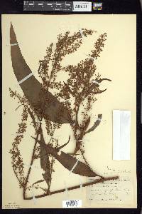 Rumex orbiculatus image