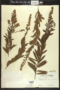 Spiraea alba image