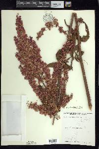 Rumex orbiculatus image