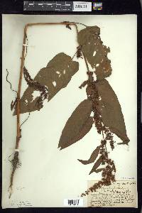 Rumex obtusifolius image