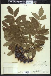 Sorbus decora image