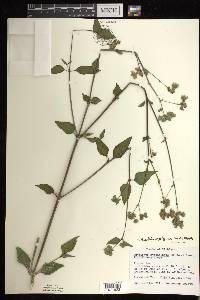 Mirabilis nyctaginea image