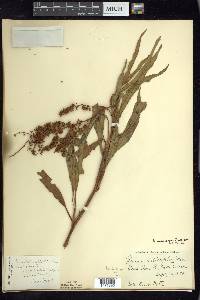 Rumex triangulivalvis image