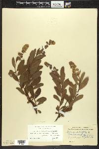 Spiraea alba image