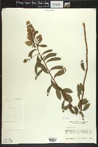 Spiraea alba image