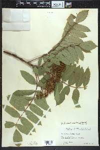 Sorbus decora image