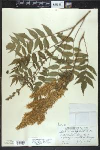 Sorbaria sorbifolia image