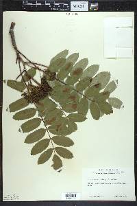 Sorbus decora image