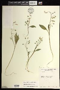 Claytonia caroliniana image