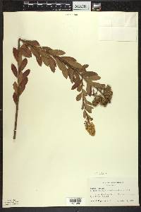 Spiraea alba image