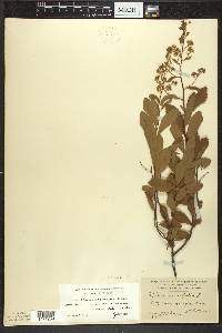 Spiraea alba image