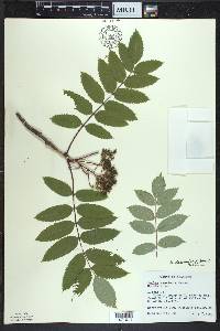 Sorbus decora image