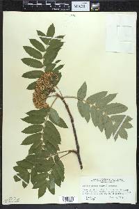 Sorbus decora image