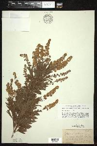 Spiraea alba image