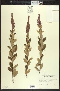 Spiraea tomentosa image