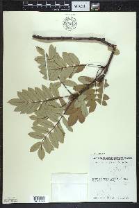 Sorbus decora image