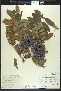 Sorbus decora image