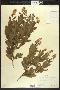 Spiraea alba image