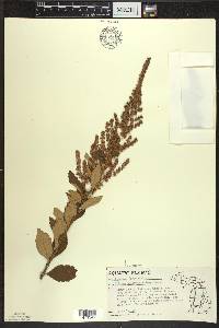 Spiraea tomentosa image