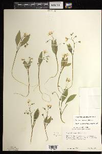 Claytonia caroliniana image