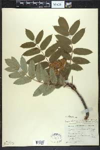 Sorbus decora image