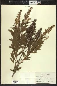 Spiraea alba image