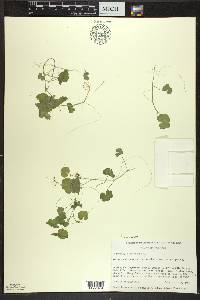 Hydrocotyle americana image