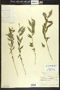 Polygala senega image