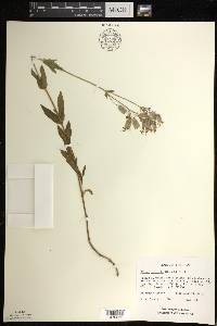 Silene vulgaris image